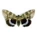 DUO Clifden Nonpareil Catocala fraxini with Red Underwing nupta 15 eggs of each SPECIAL PRICE